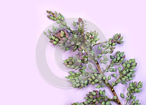 Mahonia aquifolium plant special berries and leaves on a purple or violet background with copy space for your own text.