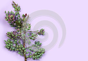 Mahonia aquifolium plant special berries and leaves on a purple or violet background with copy space for your own text.