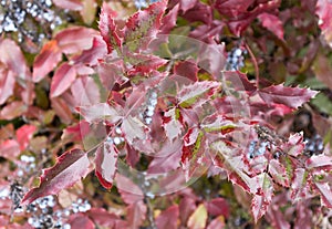 Mahonia aquifolium red and wet leaves
