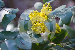 Mahonia aquifolium shrub
