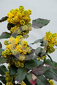 Mahonia aquifolium