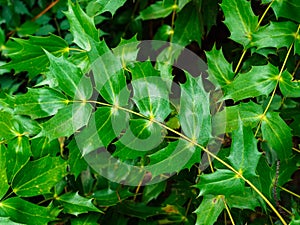 Mahonia Bealei Fortune Carriere leaves photo