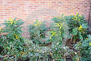 Mahonia or Berberis plants along a wall