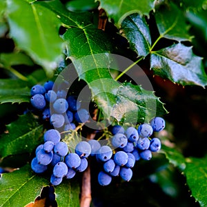 Mahonia with berries detail