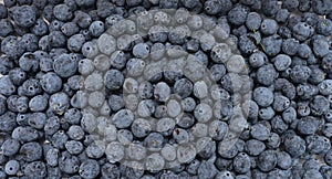 Mahonia berries texture photo
