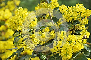 Mahonia blossom