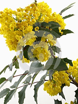 Mahonia Blossom