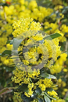 Mahonia blossom photo