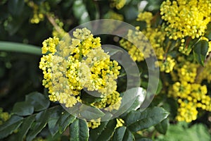 Mahonia blossom