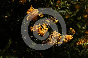 Mahonia Blossom in a Lancashire Garden