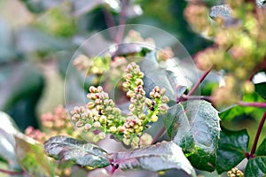 Mahonia in the early spring. Young plants. Yellow flower of mahonia. Green leaves of mahonia