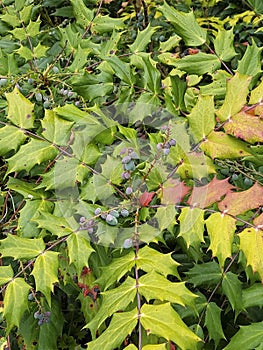 Mahonia japonica buckland, flowering plant in the park. Botany, horticulture.