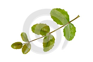 Mahonia leaf on white photo