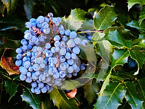 Mahonia plant with berries
