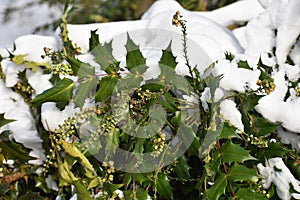 Mahonia plant covered with snow.