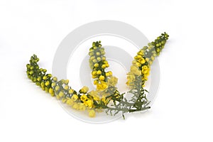 Mahonia Spray