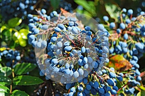 Mahonia tree with berries photo