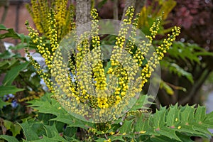 Mahonia x media Charity flowering in autumn in East Grinstead photo