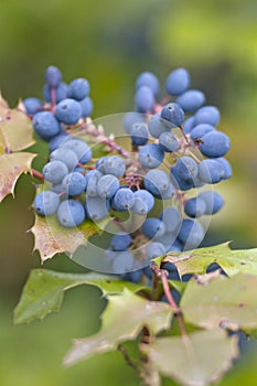 Mahonie- Mahonia aquifolium photo