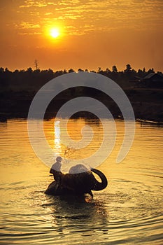Mahout and elephant