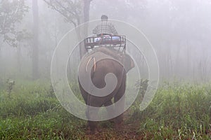 Mahout riding elephant in the wild on the morning. Thailand.