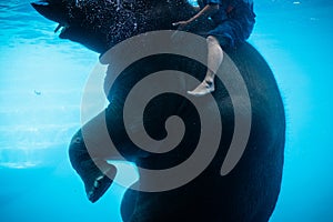 A mahout riding the swimming baby elephant