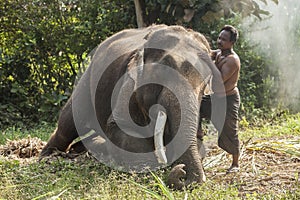 Mahout at Surin Province, Thailand