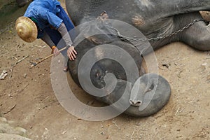 A mahout treat illness elephant,