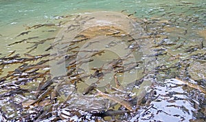 Mahseer Barb Fish in Namtok Phlio National Park waterfall, Chanthaburi , Thailand