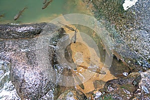 Mahseer Barb Fish in Namtok Phlio National Park waterfall, Chanthaburi , Thailand