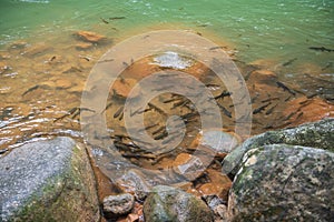 Mahseer barb fish in Phlio waterfall park, Chanthaburi