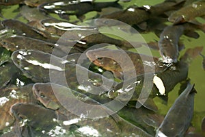Mahseer Barb fish at Pliew Waterfall national park