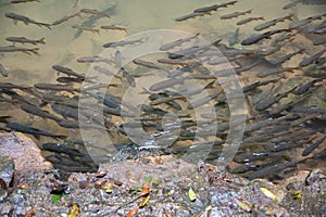 Mahseer barb fish in shallow water from the waterfall with rocks around