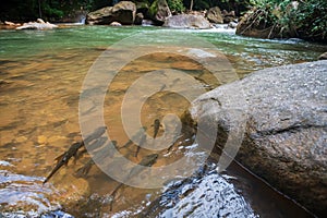 Mahseer barb fish swim at Phlio park waterfall, Chanthaburi