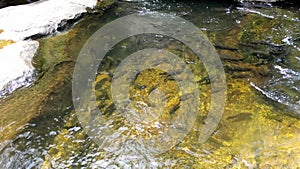 Mahseer barb fish in wang mai pak waterfall in kiriwong village,