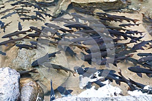Mahseer Barb fish in waterfall.