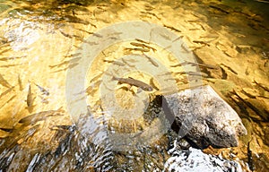 Mahseer barb in Phlio waterfall