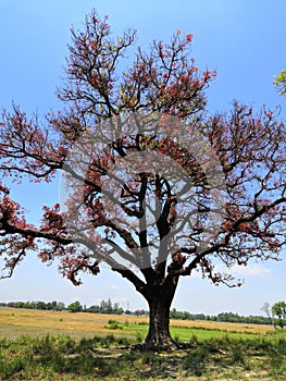 Mahuwa is a indian tropical tree found in north indian plain.