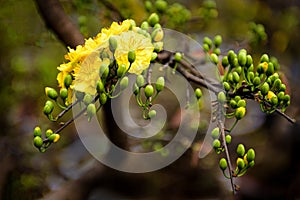 Mai yellow flowers in lunar new year in Vietnam