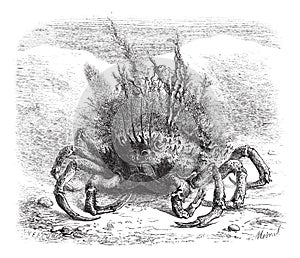 The Maia: female spider crab, covered with moss and seaweed; quarter of the size, vintage engraving