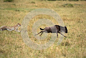 Maialka cheeta  chasing a wildebeest, Masai Mara