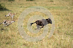 Maialka cheeta and cub chasing a wildebeest, Masai Mara