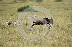 Maialka cheeta and cubs chasing a wildebeest, Masai Mara