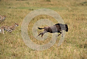 Maialka cheeta and cubs hunting wildebeest, Masai Mara