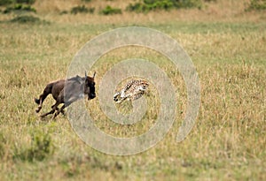Maialka cheeta hunting wildebeest, Masai Mara