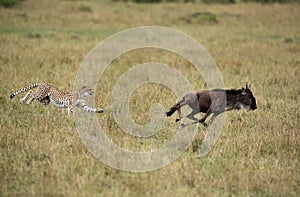 Maialka cheeta hunting wildebeest, Masai Mara