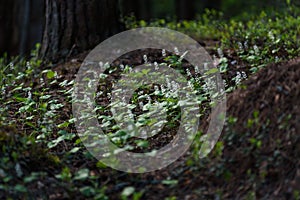 Maianthemum bifolium