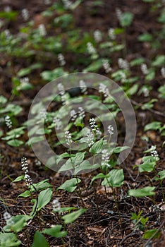 Maianthemum bifolium