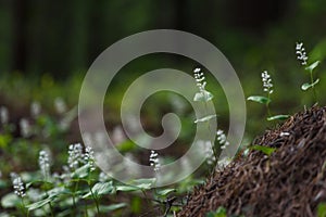 Maianthemum bifolium