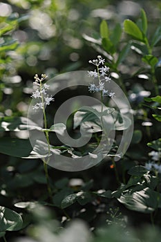 Maianthemum bifolium